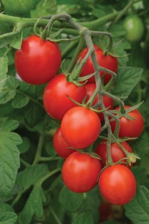 Tidy Treats, a compact indeterminate cherry tomato. (Photo by PanAmerican Seed )