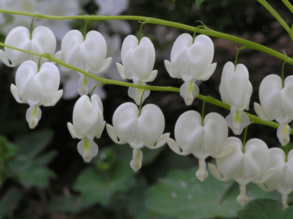 White bleeding hearts can be used as a focal point in a garden that requires part shade. (Photo by Walter Gardens Inc.)