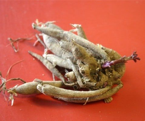 A plump dahlia root stored over the winter, ready for spring planting. (Photo by Dugald Cameron)