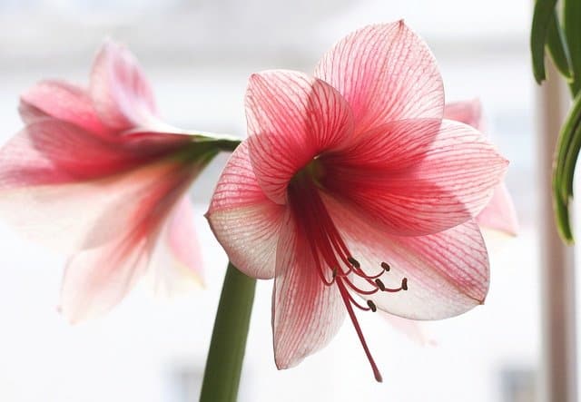 Amaryllis in bloom (Photo from Flickr by Maja Dumat)