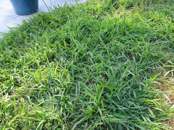 Troublesome crabgrass(Photo from Flickr by Pollyalida)