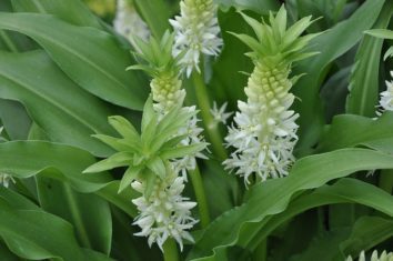 Eucomis plants are often referred to as pineapple lilies. (Photo from Flickr by Stefano)
