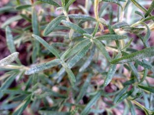 Powdery mildew on rosemary. (Photo from Flickr by Scot Nelson)