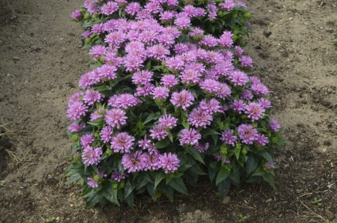 Try adding bergamot (Monarda didyma) in your tea for a citrus-spice flavour. Photo by Walters Garden, Inc.