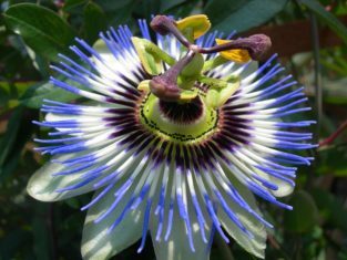 Passiflora cerulean ‘Blue Crown’ (Photo by Joanne Young)