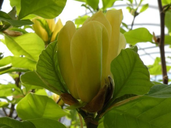 ‘Yellow Bird’ magnolia (Photo by Joanne Young)