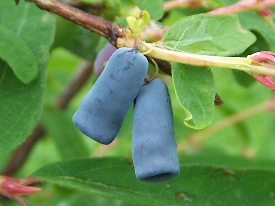 Lonicera caerulea, more commonly known as haskaps. (Photo by Wikipedia)
