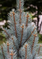 Dwarf conifers such as columnar blue spruce offer focal interest. (Photo by Brendan Zwelling)