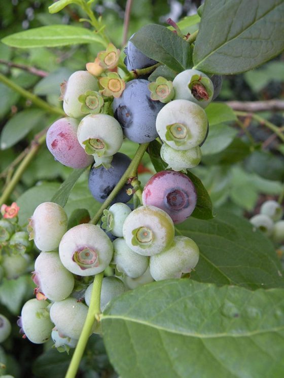 Blueberry bonanza | Garden Making