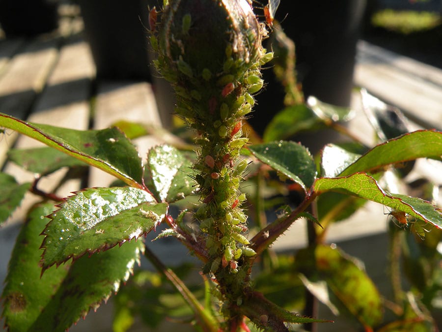 Dormant oils can be useful for treating overwintering eggs of aphids. (Photo by Joanne Young)