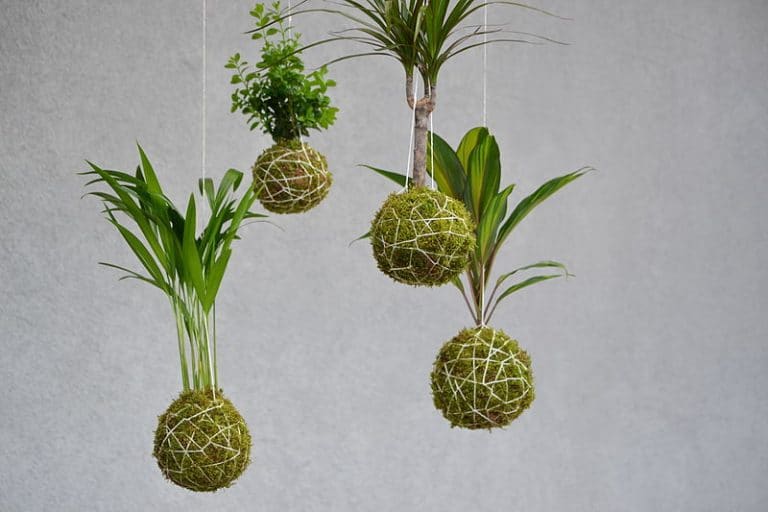 A collection of Japanese string art, also known as kokedama. (Photo by Wikimedia)