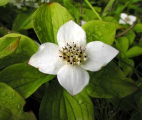 Bunchberry (Cornus canadeinis) prefered by 80'% in online poll.