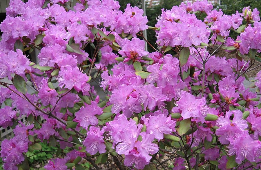 RHODODENDRON Dauricum VERY HARDY Zone 3 Flowering Blooming Shrub Tree 10 Seeds