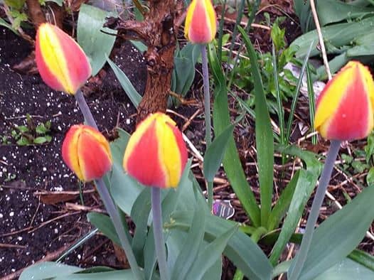 CTV News report with Sharon Teetzel's image on Facebook image of orange Canada 150 tulips. Link to CTV.