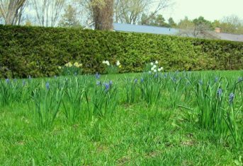 Muscari in grass of Stephen Westcott-Gratton's garden in Beaverton, Ontario.