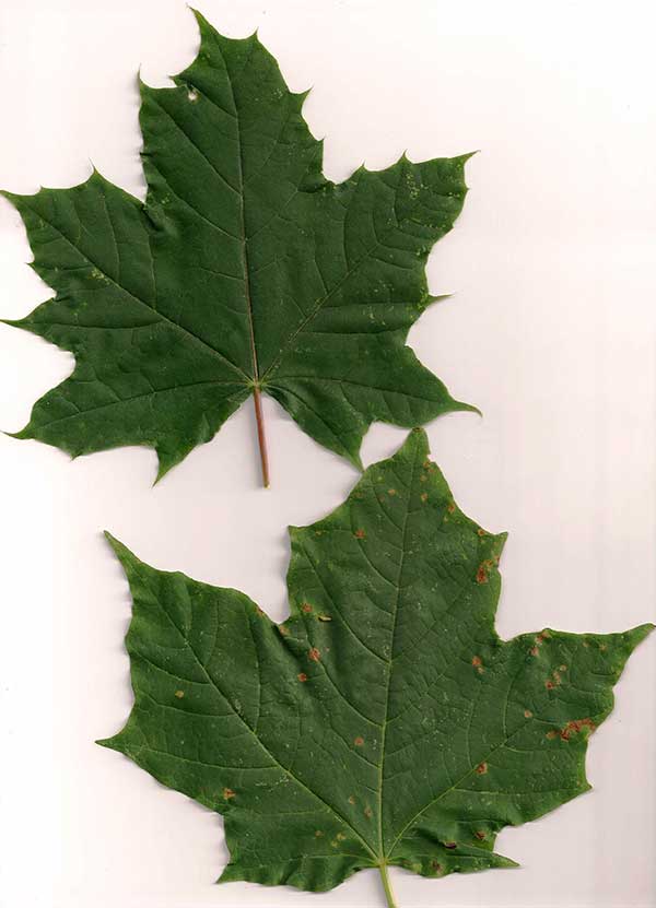  sugar maples have three lobes (like the flag) while Norway maples have five lobes with pointy, tapered tips.