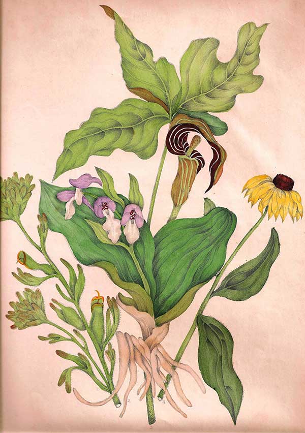 Illustration from 1868 edition of Canadian Wild Flowers by Catharine Parr Traill (left to right): Scarlet painted cup (Castilleja coccinea) Showy orchid (Galearis spectabilis) Jack-in-the-pulpit (Arisaema triphyllum) Black-eyed Susan (Rudbeckia fulgida)