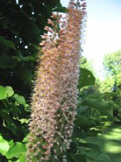 Eremurus Romance: four-foot (1.25-m)-tall hybrid with pale salmon-pink flowers that fade to a rich cream colour.