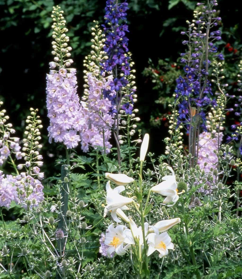 Classic tall perennials: delphinium, eryngium alpinum and madonna lily (Photos by Stpehen Westcott-Gratton)