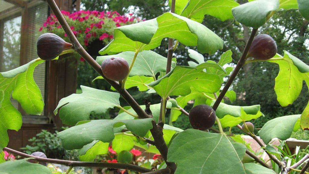 Ficus Carica Fruit Tree Fig Edible Sweet 100 PCS Seeds Bonsai Plants Home Garden 