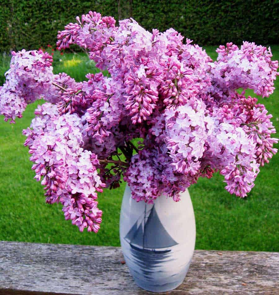 Lilacs in Bing and Grondahl vase
