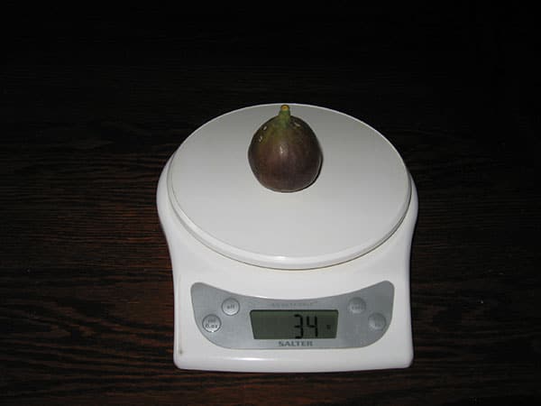 Weigh-in of a freshly harvested fig.