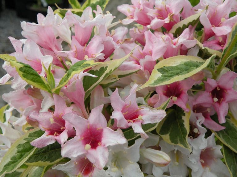 Weigela is an example of a shrub that’s easy to propagate by taking hardwood cuttings in the fall. (Photo by Joanne Young)