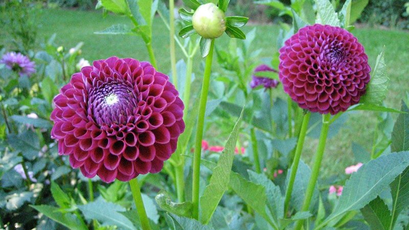 Dahlias in summer 2017: Saving the tubers over the winter.