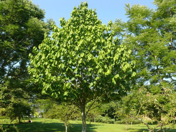 Pawpaw is small tree with a beautiful, pear-shaped form and hardy to Zone 6. (Photo: Ontario Ministry of Agriculture, Food & Rural Affairs)