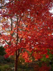 Paperbark-Maple-Fall-Joanne-Young-photo