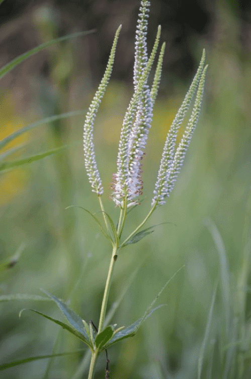 Culver root's wands of pale blue or white blooms. (Photo Prairie Moon Nursery)