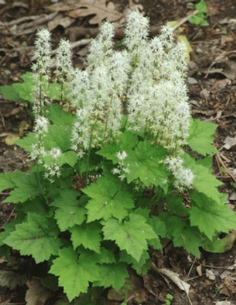 Foamflower is aptly named, with short spires of fluffy white florets. Photo credit North Creek Nurseries