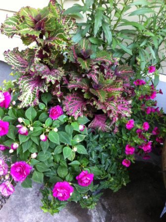 Tall blue salvia, coleus, double impatiens and English ivy. (Garden Making photo)