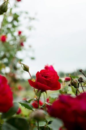 The process of developing a new rose such as Canadian Shield can take up to 10 years.
