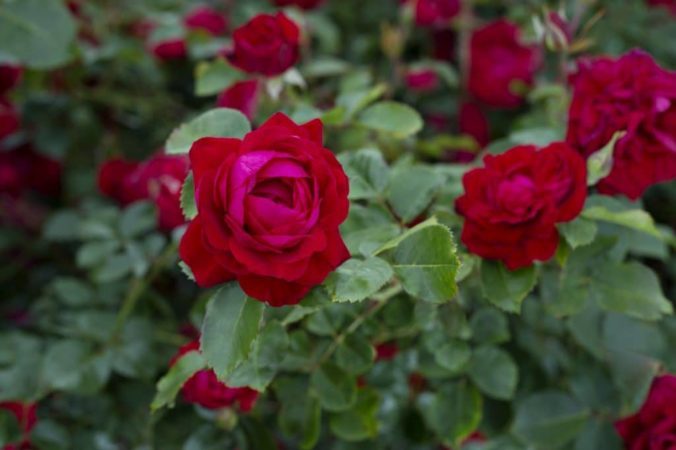 Canadian Shield, a vivid red landscape rose with glossy green foliage, is the first in a new series of easy-to-grow roses called the 49th Parallel Collection.
