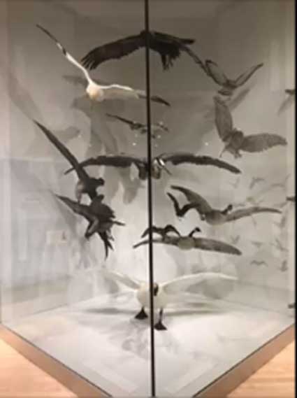 Museum of Nature birds