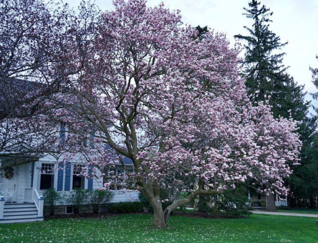 Where: St. Marys, Ontario | When: May 2018 | What: The huge old magnolia tree in our front yard. | Photo: Ann P.