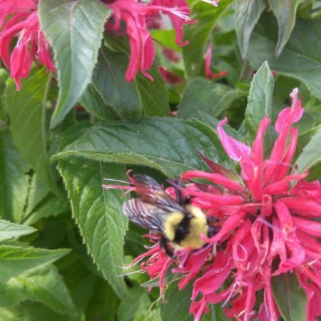 the newer Bee Balms/Monarda's are mildew resistant, shorter and attract bees, butterflies and hummingbirds.