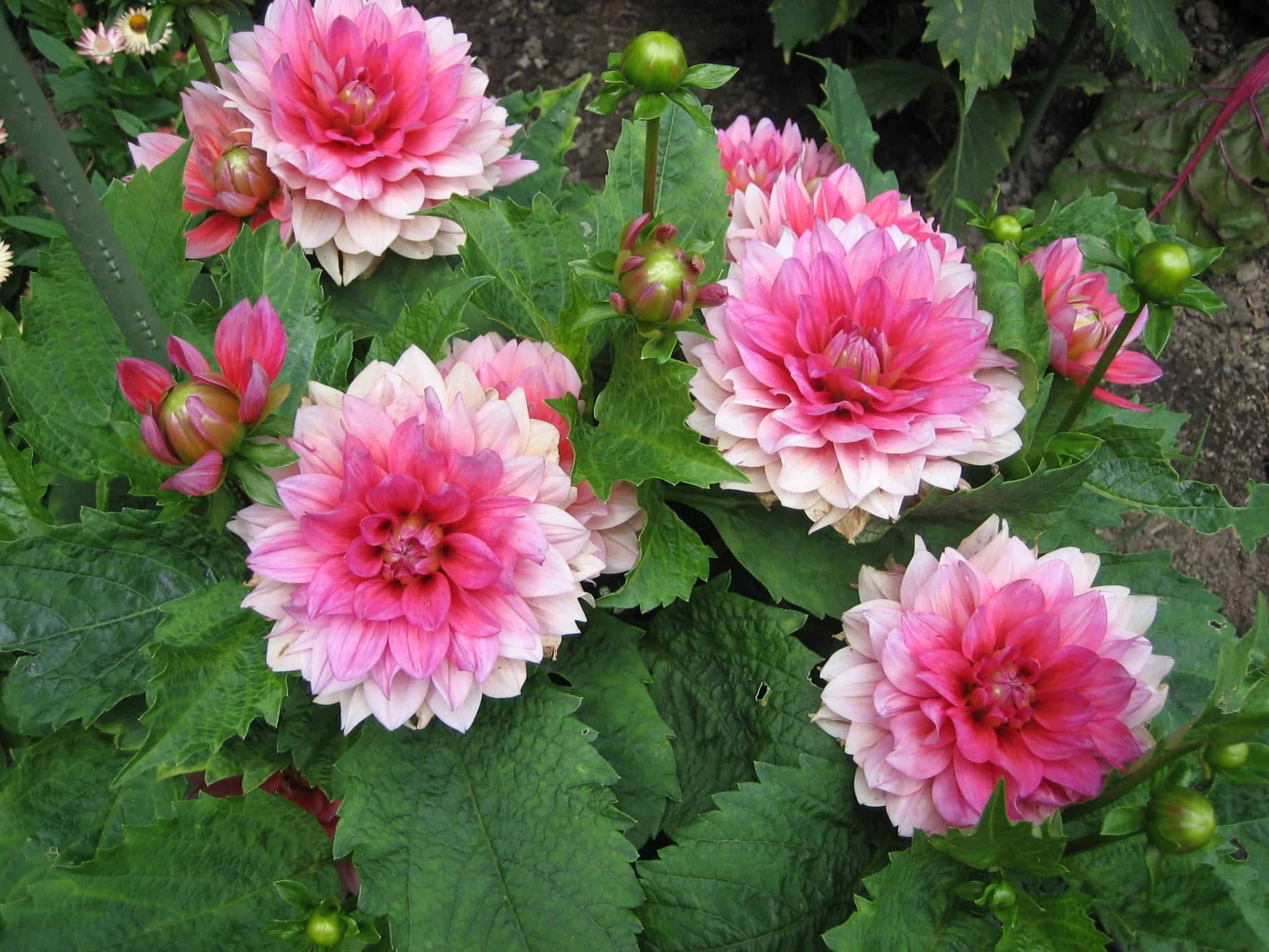 Compact 'Berliner Kleene' grows about 18 inches (45 cm) tall. Plants have crinkled foliage and produce dozens of  pinkish-coral blooms.