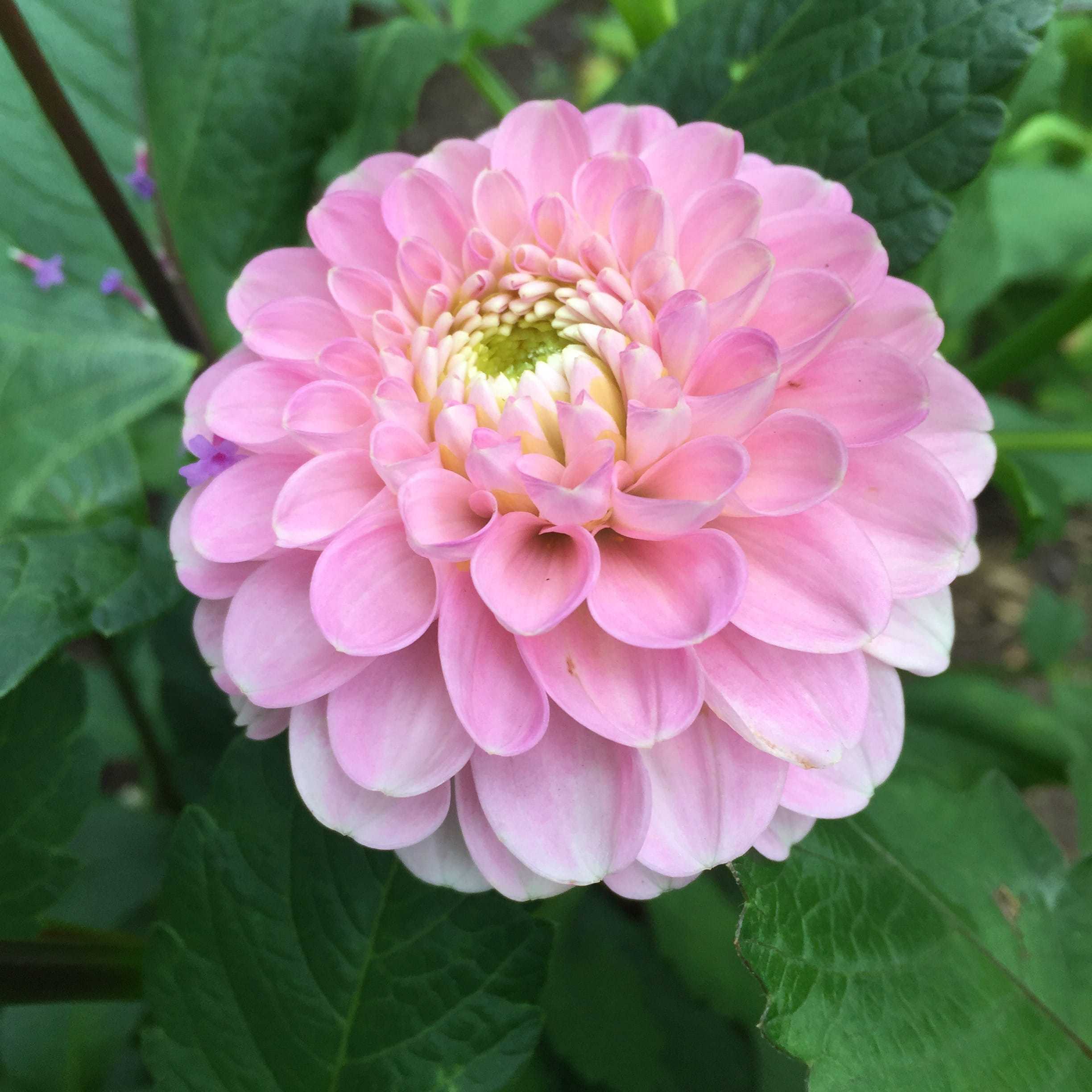'Wizard of Oz' is a popular variety, producing perfect pink pompoms from mid-August to late fall.