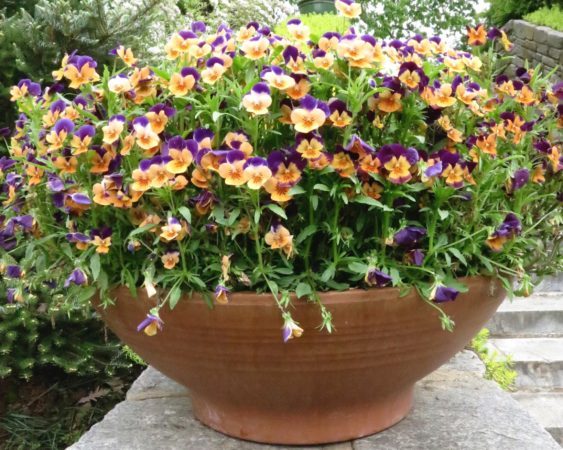 A container generously filled with only one type of flower can be dramatic. In this case, cheerful violas at Chanticleer Garden near Philadelphia, Pennsylvania, mark the beginning of a stone staircase.
