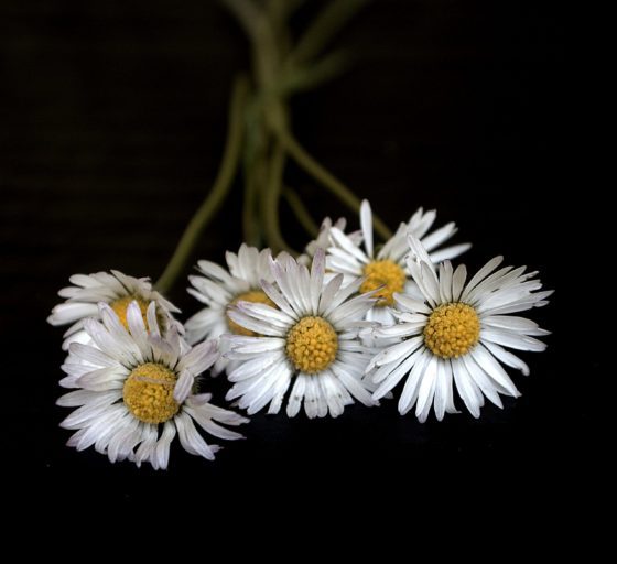 Where: Salt Spring Island | When: May 2019 | What: A bouquet of daisies | Photo: Kim S.