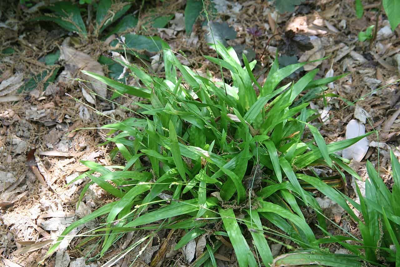 Plantain-leaved sedge (Carex plantaginea) (Photo by David J. Stang via Wikimedia)