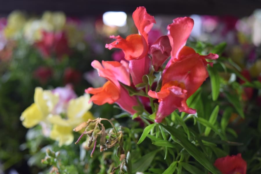 Where: LaSalle, Quebec | When: May 2019 | What: Snap dragons being sold at horticultural society sale| Photo: Ann P.