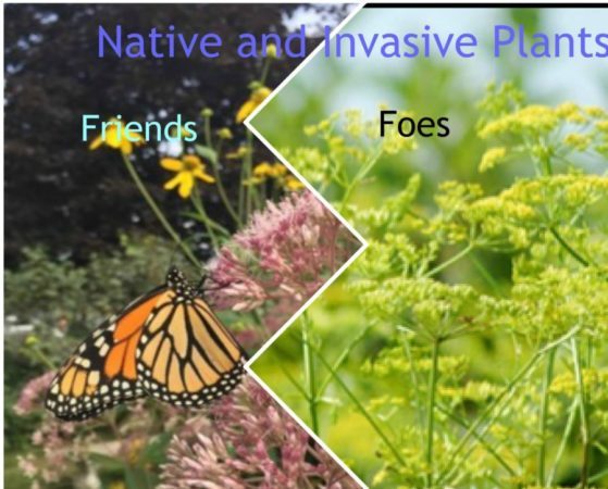 Ontario Native and Invasive Plants: Friends or Foes