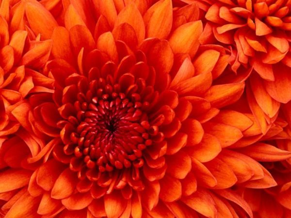 Chrysanthemum-