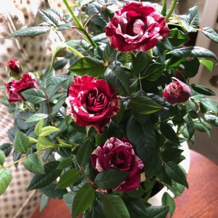 Potted minature roses