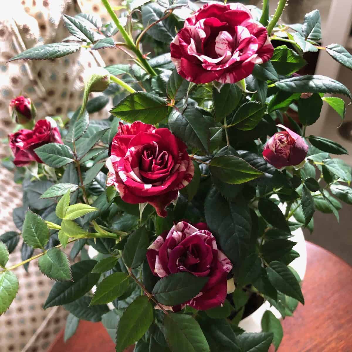 Potted minature roses