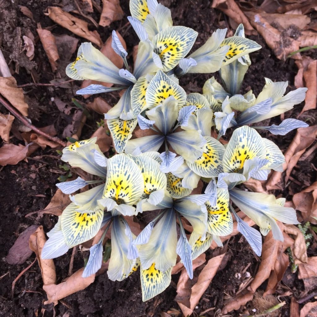 iris-reticulata