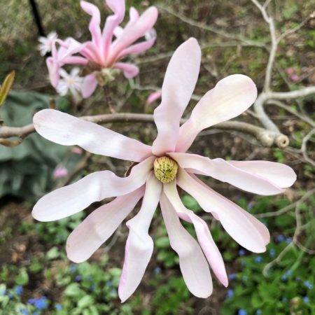 ‘Leonard Messel’ magnolia underplanted with brunnera.
